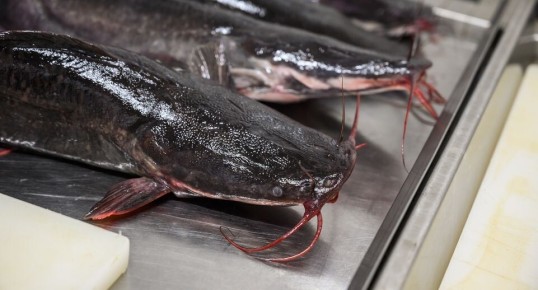 ����������� ���� � ���������� ��������