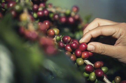 ����������� ����: �� ������� �� �����