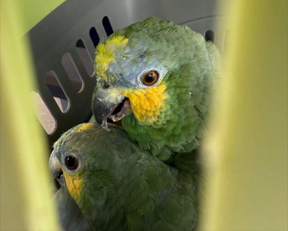 Кеша и Сёмга отправились на передержку для выздоровления перед возвращением в вольер