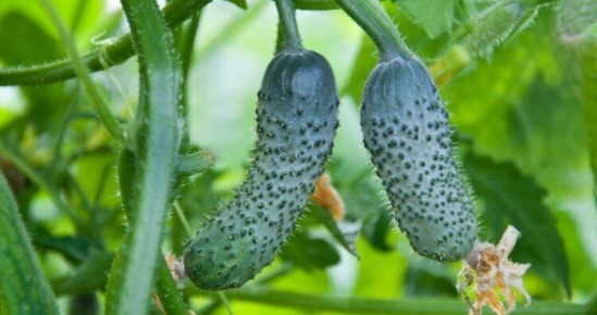 ������� ��������� ������: ���� ������ ������ ��� ������ �������