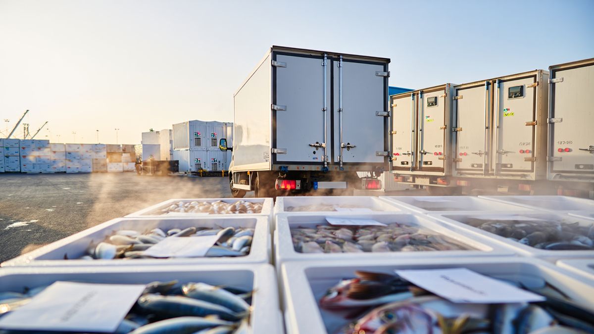 Как холодовая логистика меняет доставку свежей рыбы даже в самых жарких регионах