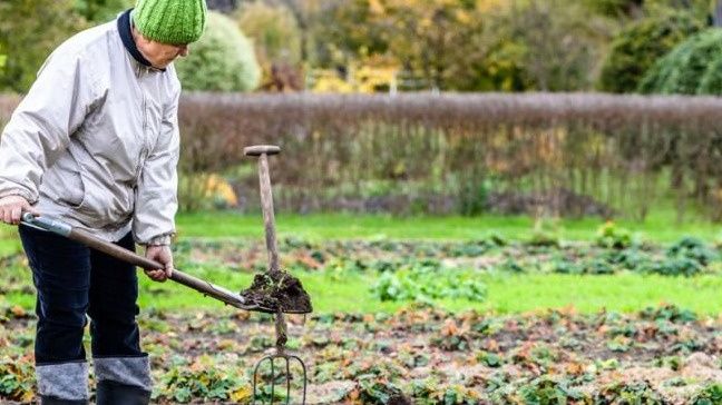 Секреты успешного огорода: осенние работы, которые увеличат урожай на 25%