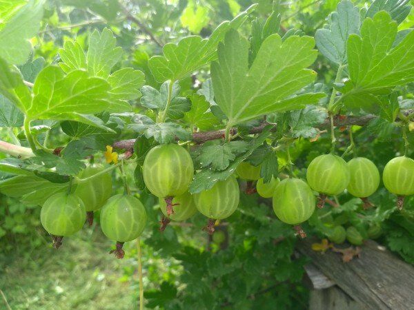 Как выбрать качественные саженцы: советы для успешного садоводства