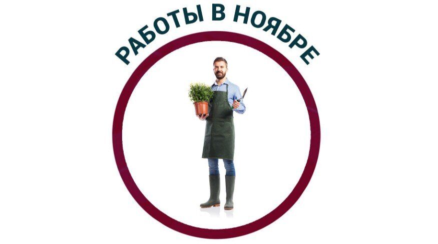 Ноябрь в саду: подготавливаем растения к зимним испытаниям