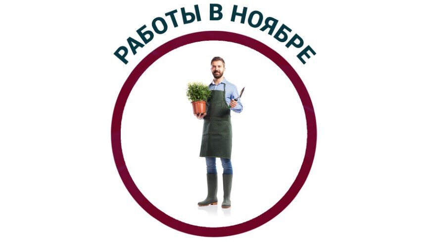 Ноябрь в саду: подготавливаем растения к зимним испытаниям