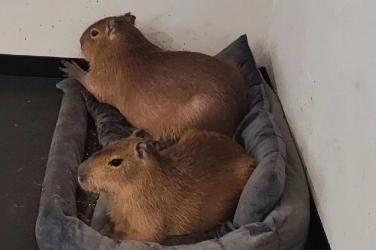 �������� �������� �������� �� ������������ ���������� ��������