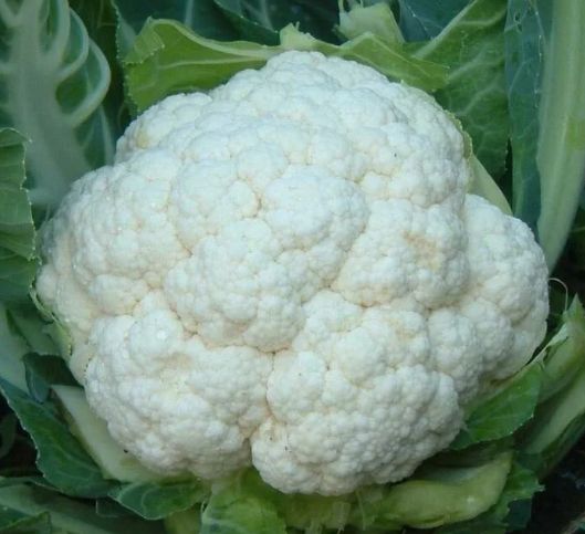 ��������� ���� ������� �������: ��� ��������� ������ �� ����� �������