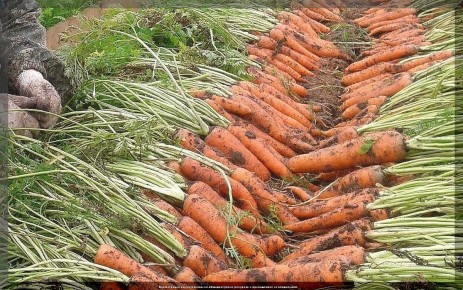 ������ �������� ��������� ����������� �������: ������ ��� ���������� ������