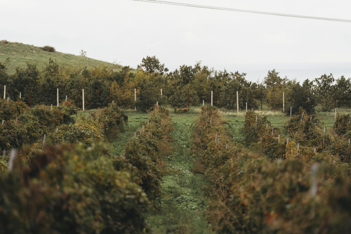 Ркацители: винный хит, который завоевал сердца