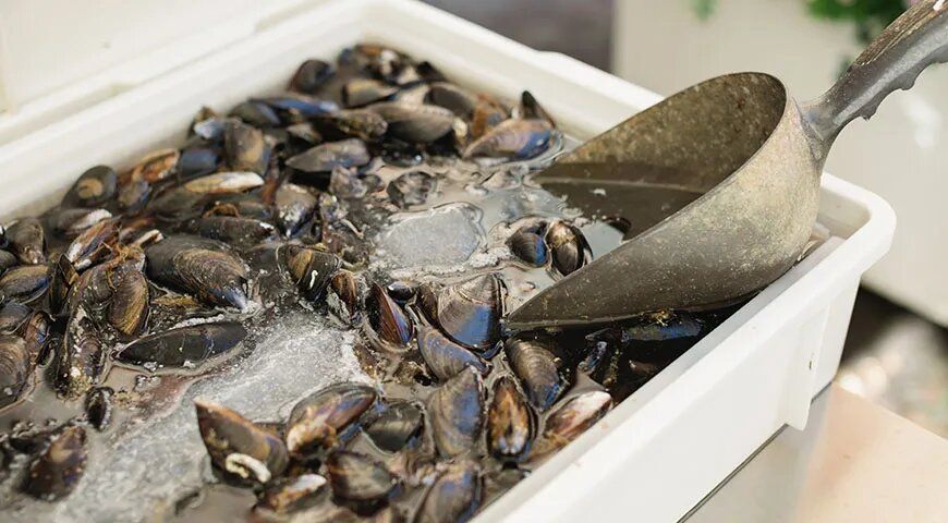 ��� ��������� ������� �����: ������� �� ���-������