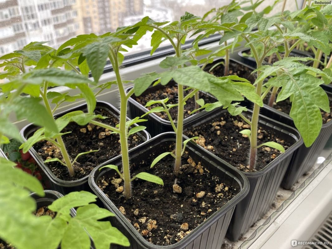 ������ �� ����� �������: ������� ���������� ������