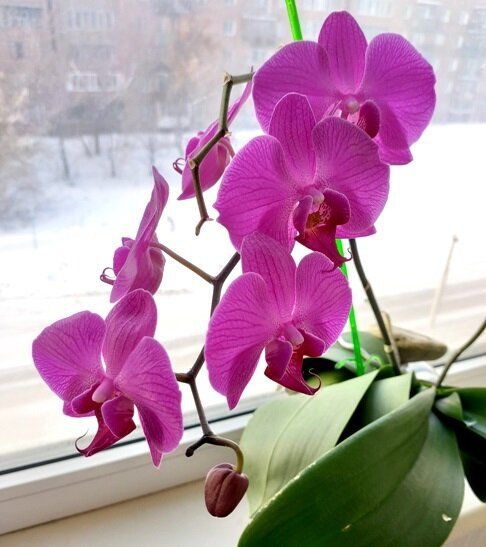 ��� ��������� �������� ������� �����: ������ � ������������