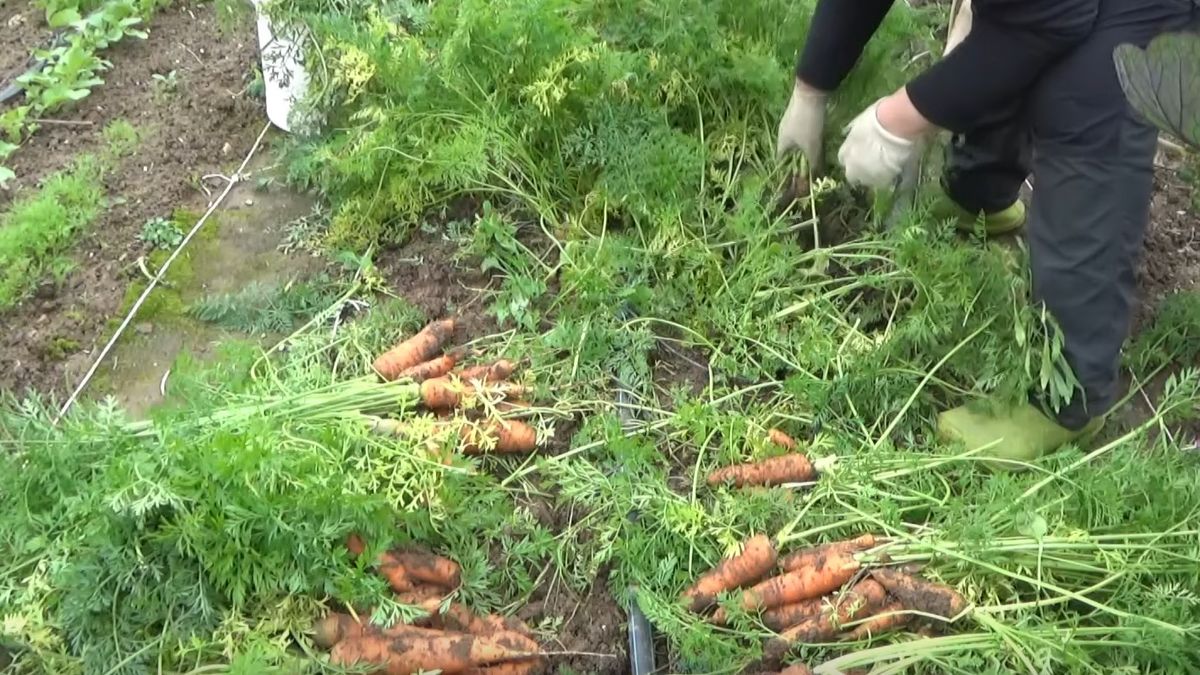 Летняя морковь: секреты урожая и хранения