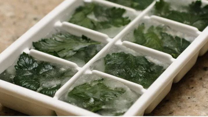 Как сохранить зелень свежей зимой: лучшие методы заготовки