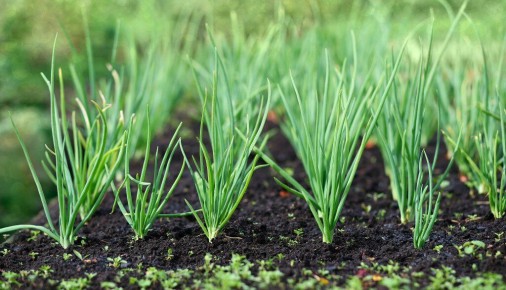 ��������� �������� ��� ������ �������: ������ � �������