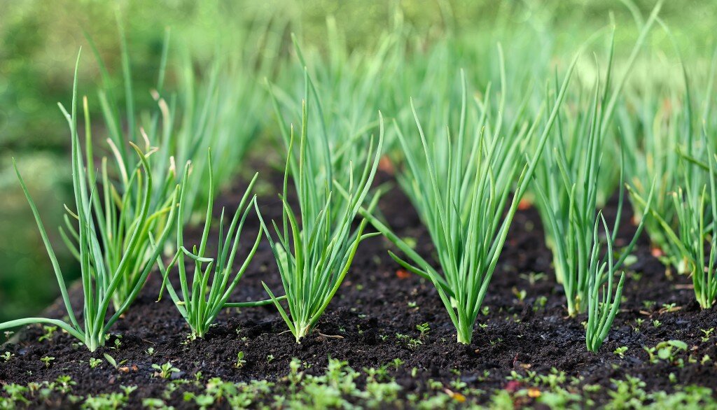 Необычные растения для зимней посадки: советы и секреты