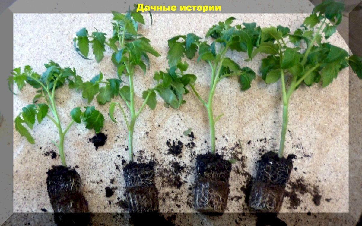 ��� ������, ����� �������� ����� ����� �������: ���� � ����������