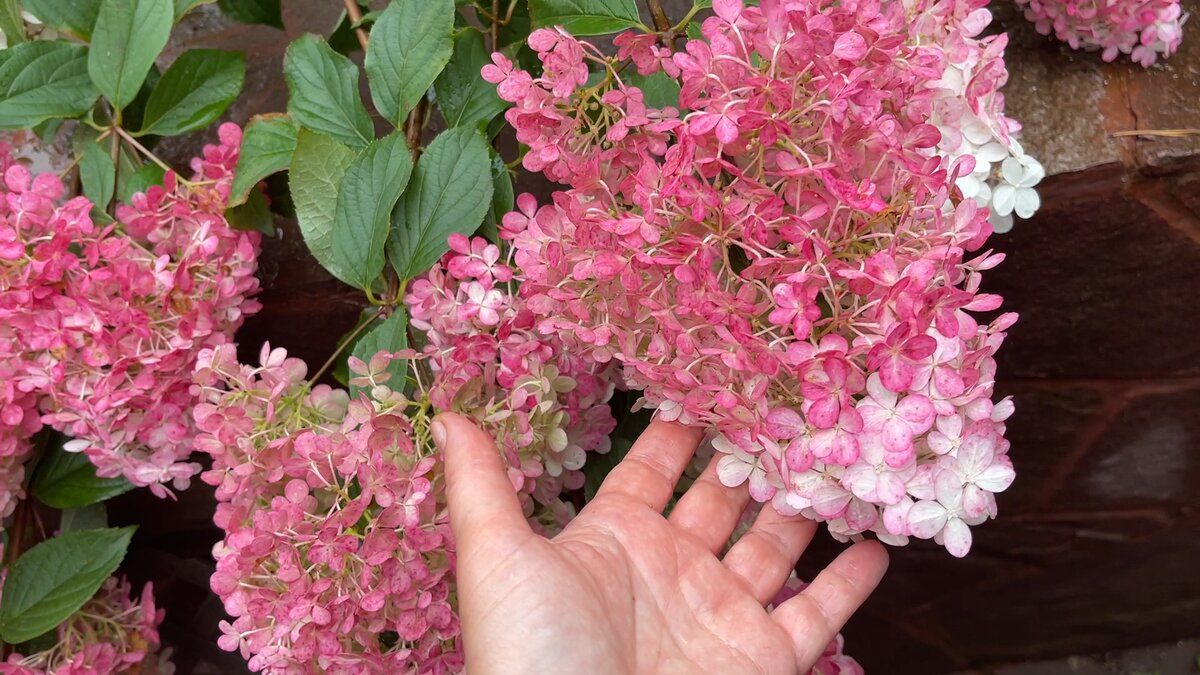 ��� �������� ��������� �� ������ �������: ������� ����������