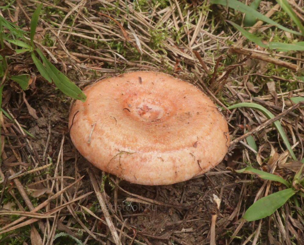 � ������� �������� ���: ������������ ������� � �������� �������