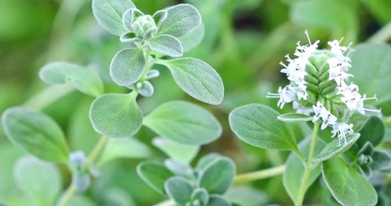 �������: ������� ��������� ����� � � ������������ ��������