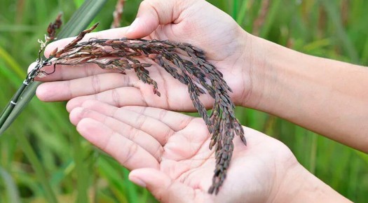 Черный и белый рис: что выбрать и как его готовить