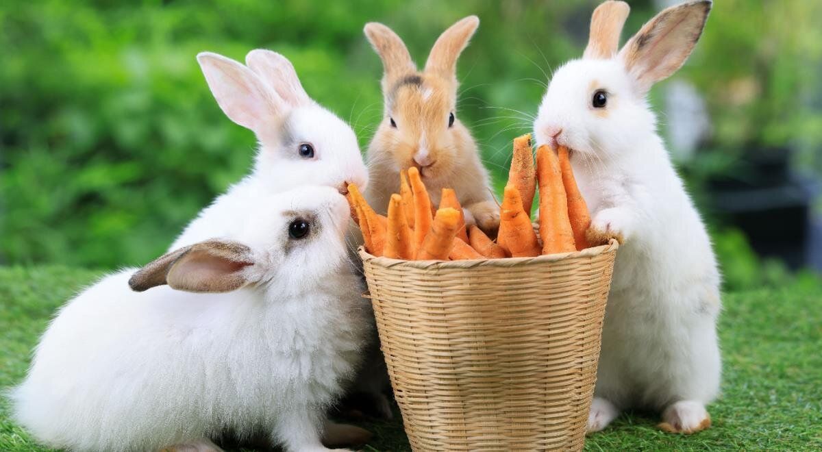 ���������� ������ � �����������: ������������ �������� ������ ������ ������ ��� ��������