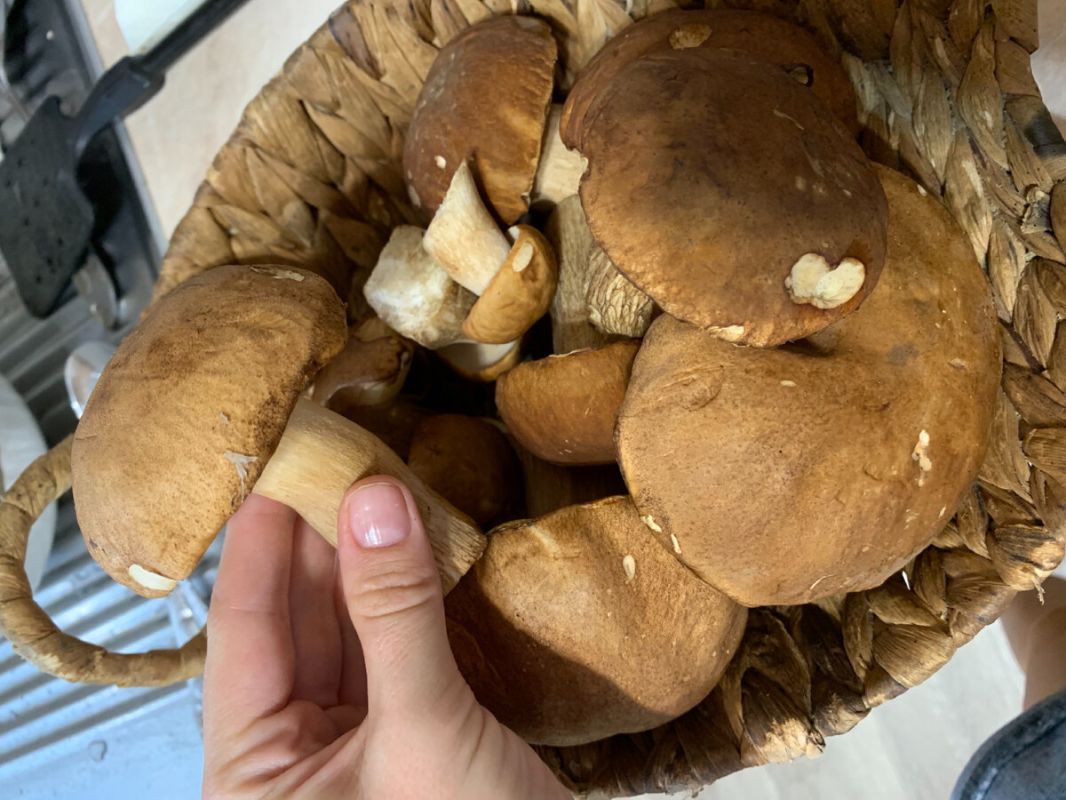 Секреты заморозки грибов: сохраняем вкус и аромат на зиму