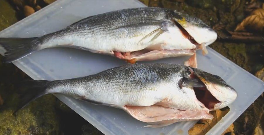 ������ �� �����: ��������� ����� ��� ������� � �������� �������