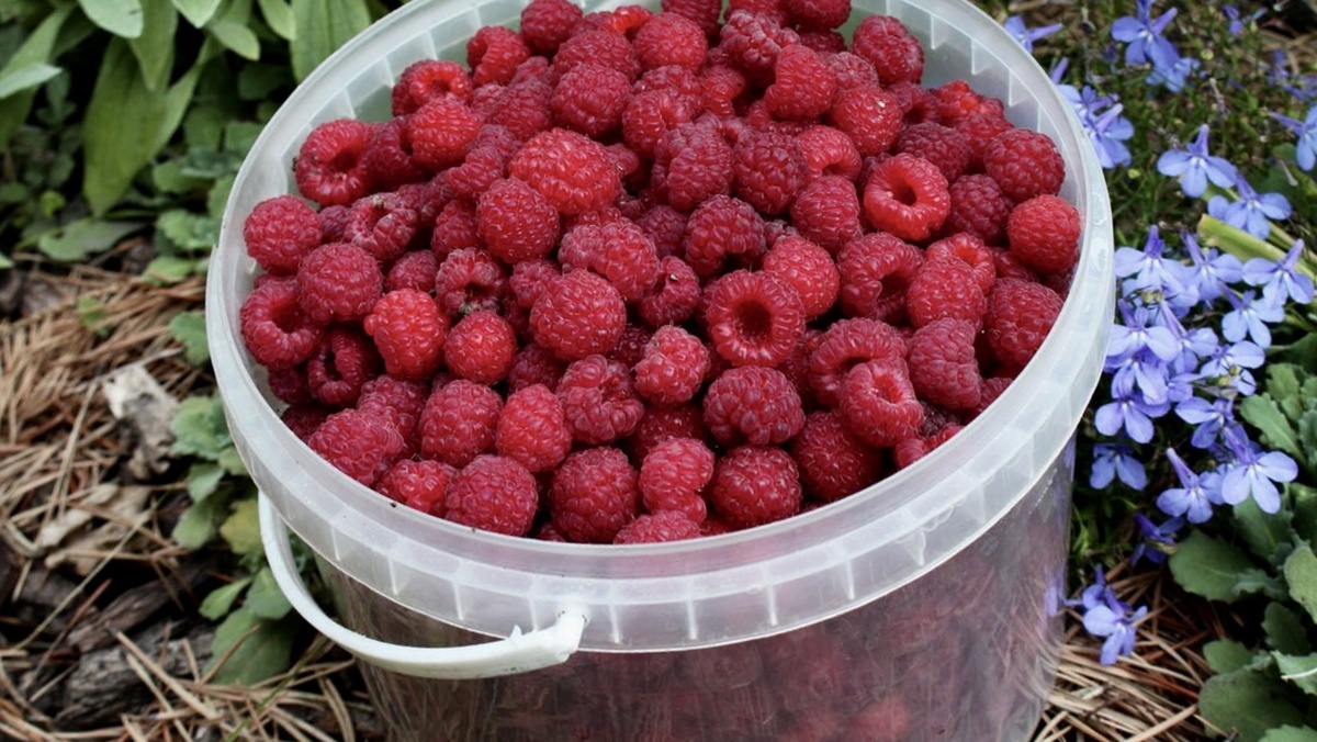 Как сбалансированное питание может спасти ваши суставы: 9 полезных продуктов