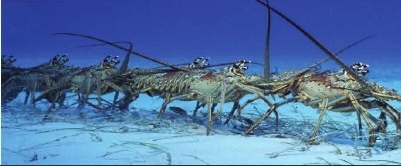 Лангусты в водном марше: загадки подводного миграционного парада