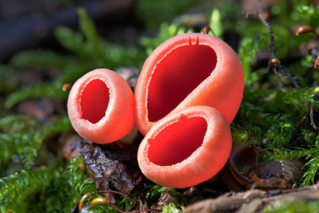 Сказочные алые чаши: тайны саркосцифы в весеннем лесу