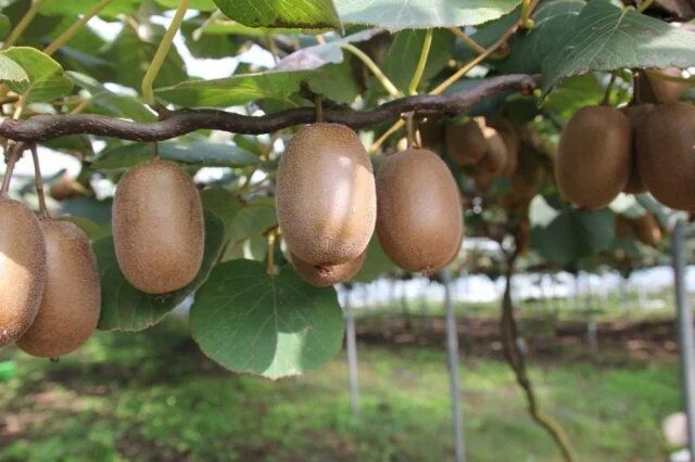 Кожура киви: сокровище, которое мы выбрасываем