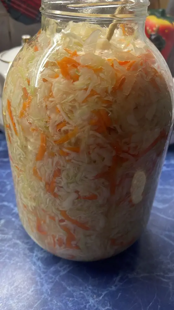 Когда начинать прокалывать квашеную капусту?