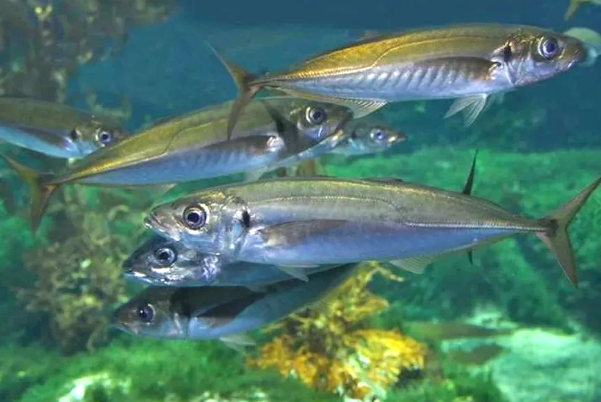 Ставрида: Морская жемчужина и любимый улов