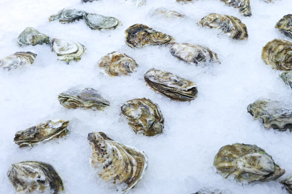 Устрицы под угрозой: эксперты предупреждают о рисках норовируса