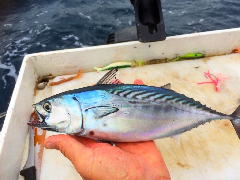 �������������� �����: �������� �����