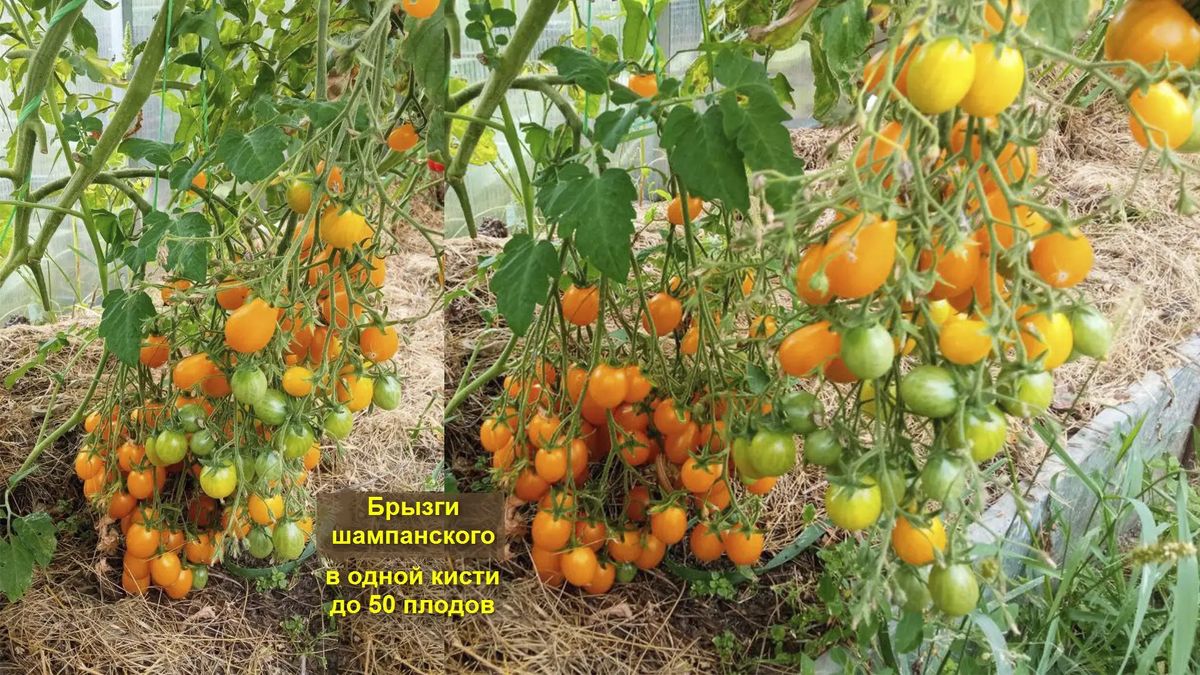 Как улучшить завязываемость томатов в жару