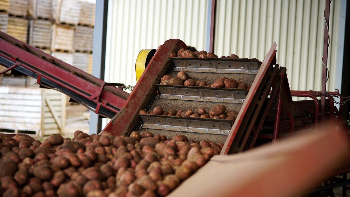 Аграрии предлагают ввести минимальные цены на картофель для стабильности рынка