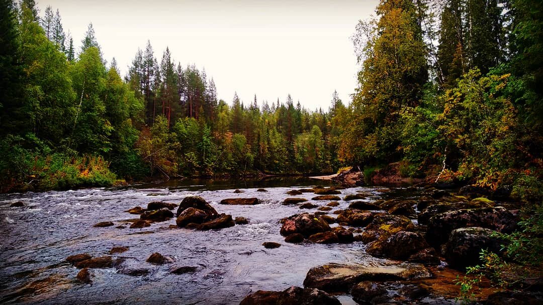 Горбуша снова радует рыбаков: все подробности улова