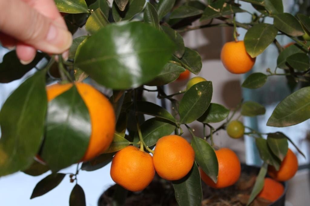 ������ �����������: ��� �������� ���� ����� �������� ���������