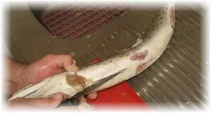 Как быстро и эффективно чистить щуку: полезные советы