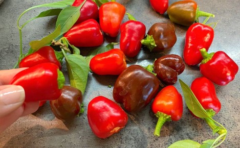 Как заготовить мини-перцы в масляном маринаде на зиму