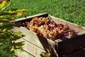 Как создать идеальное домашнее вино: советы и секреты